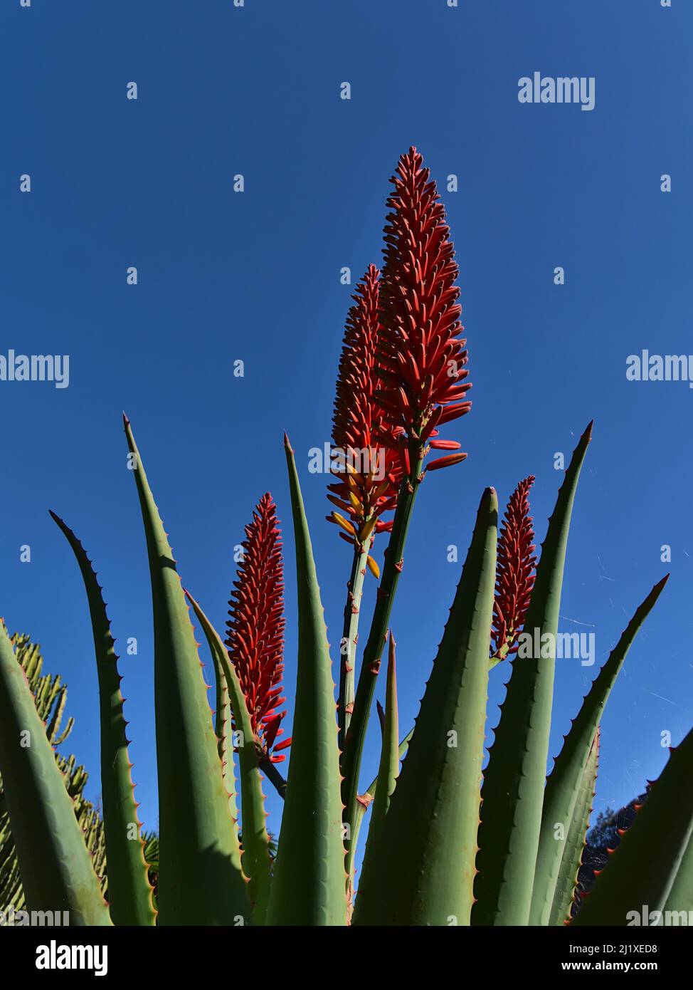Close-up low angle view of an Aloe mutabilis plant with green leaves and red colored inflorescence in winter season on sunny day with blue sky. Stock Photo