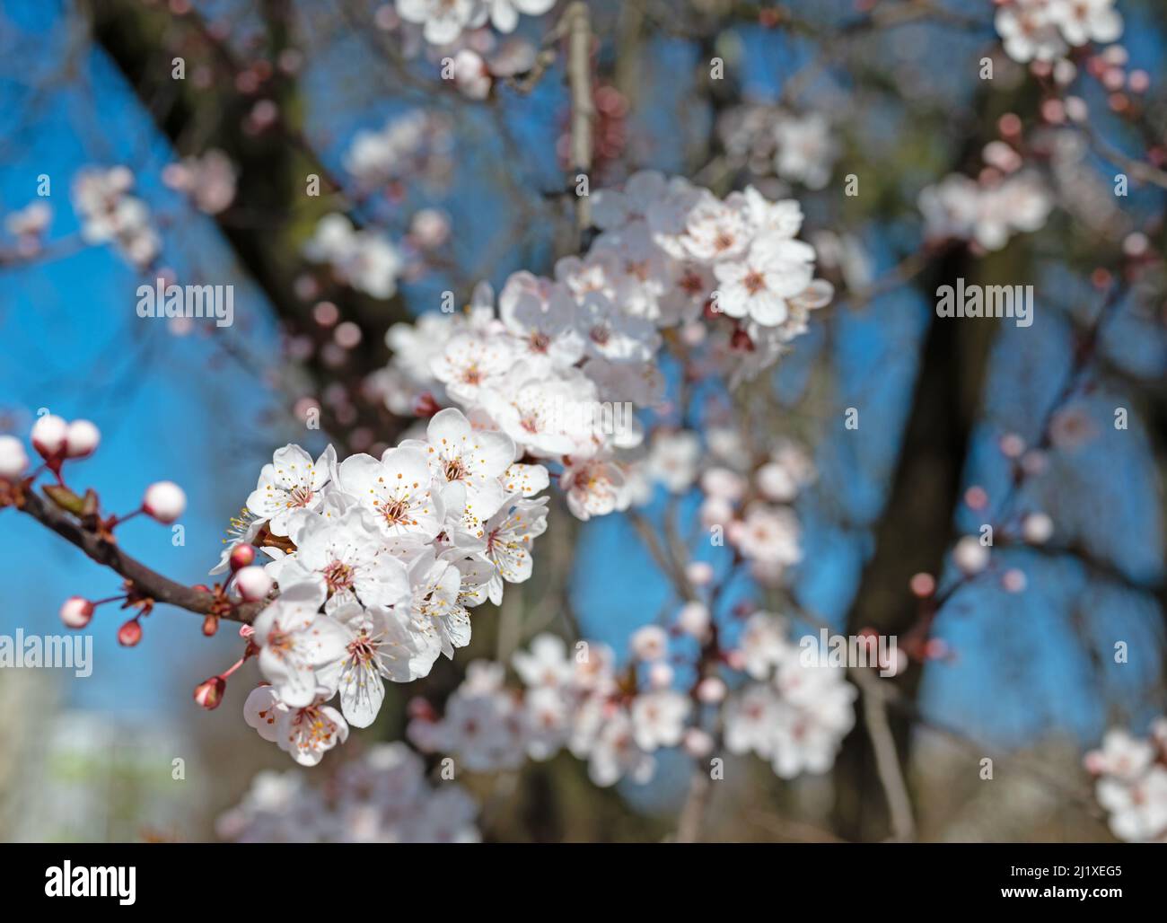 Flowering wild plum, Prunus cerasifera, in spring Stock Photo