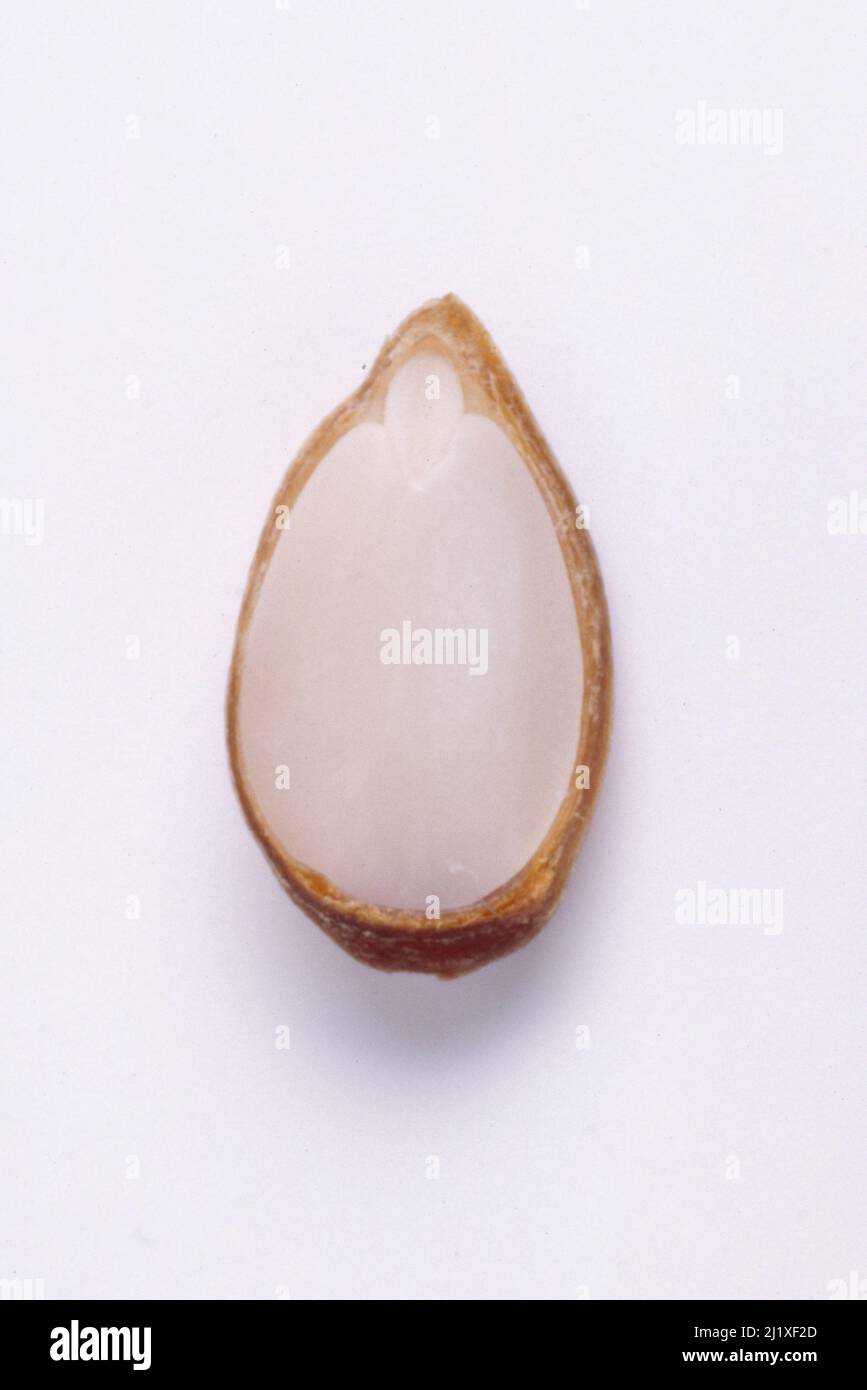 An apple seed crosssectioned Stock Photo Alamy