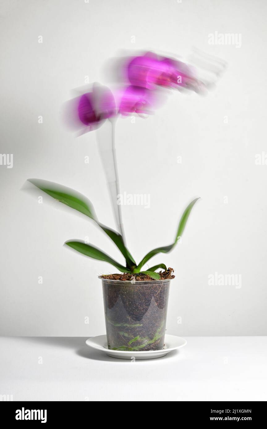 Abstract Long exposure movement of Phalaenopsis Orchid in Grower Pot Stock Photo