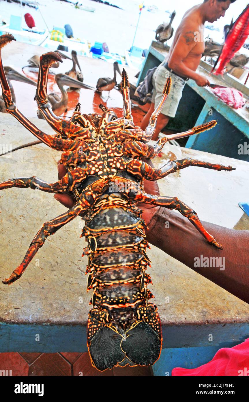 lobster, fish market, Puerto Ayora, Santa Cruz Island, Galapagos islands, Ecuador Stock Photo