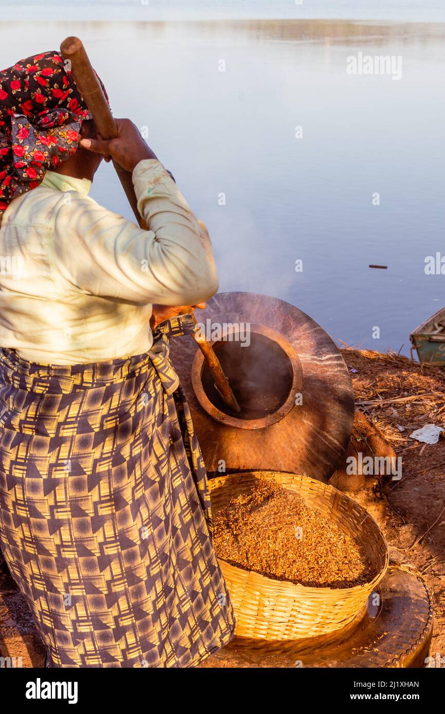 Oct 9 2021 Local farmers harvesting,, boiling, drying and de husking in ...