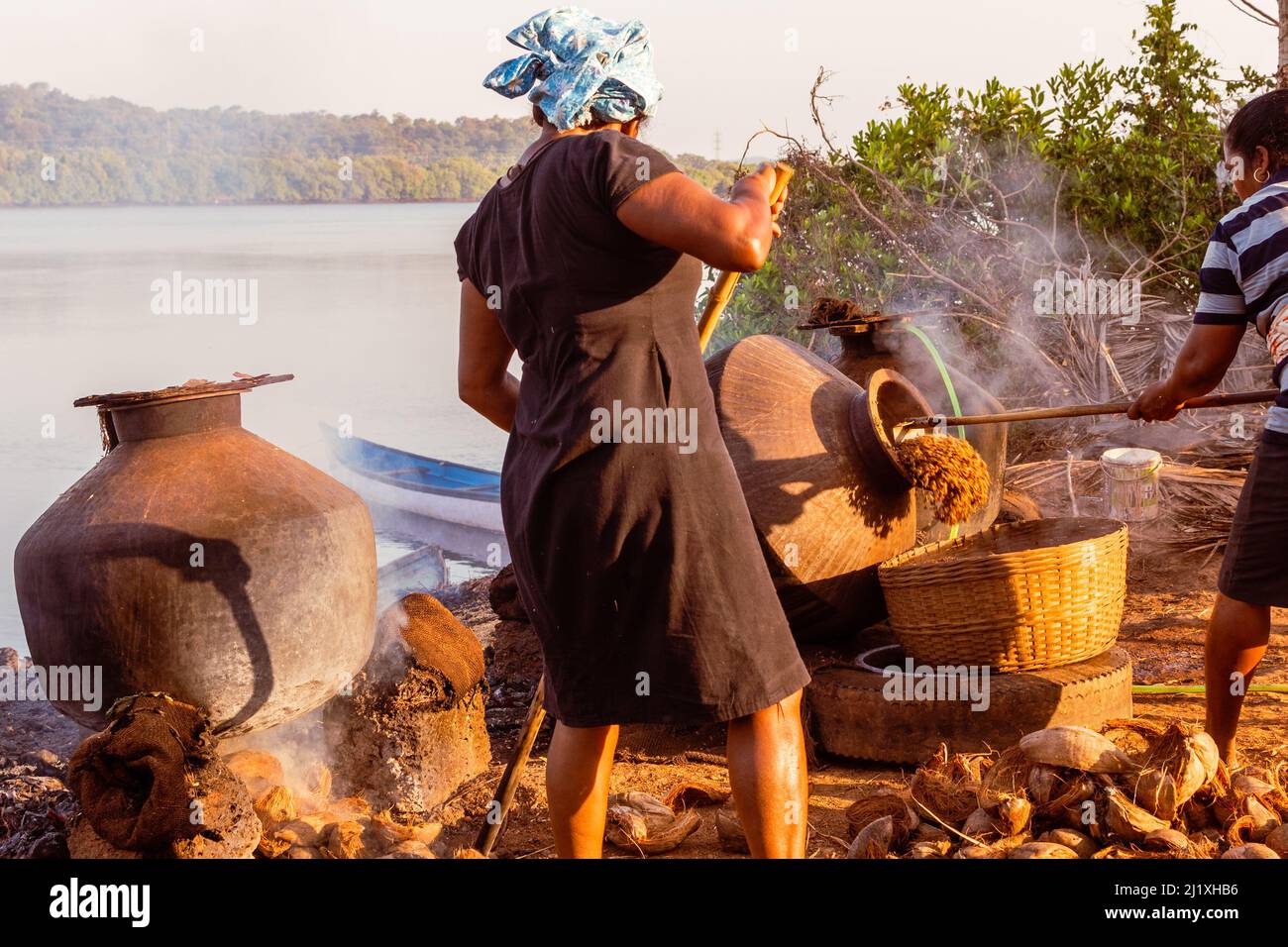 Oct 9 2021 Local farmers harvesting,, boiling, drying and de husking in ...