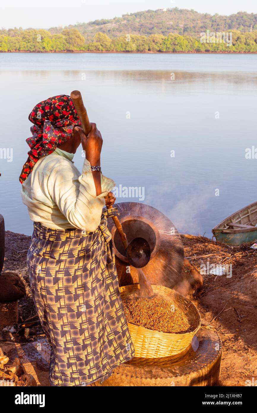 Oct 9 2021 Local farmers harvesting,, boiling, drying and de husking in ...