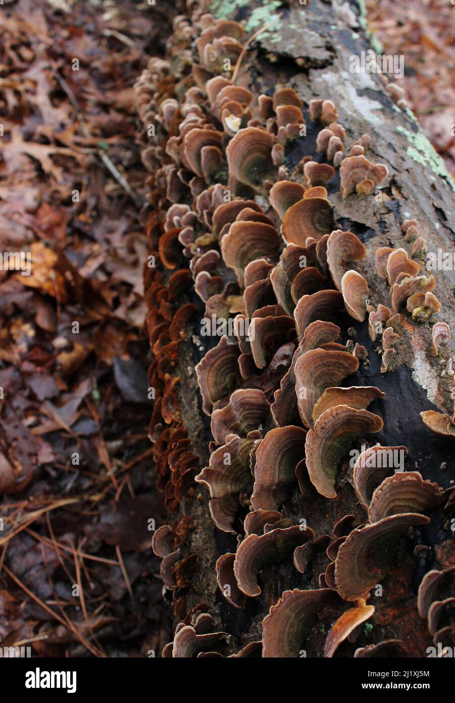 A Top View of False Turkey Tail Mushrooms Growing on a Log Stock Photo