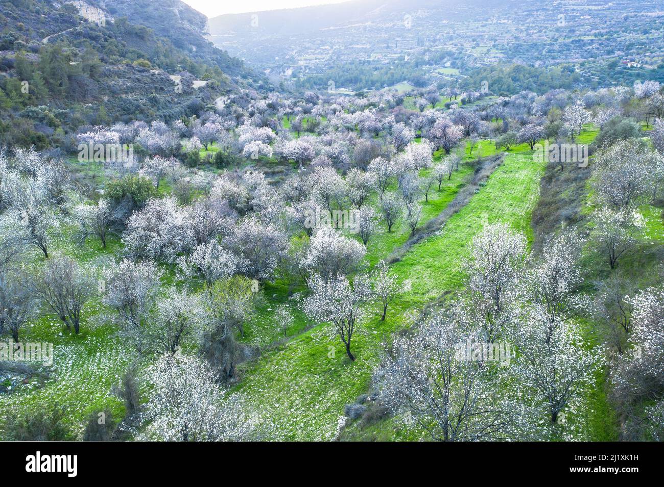 Almond trees grove with white blossoms. Spring landscape in Limnatis, Cyprus Stock Photo