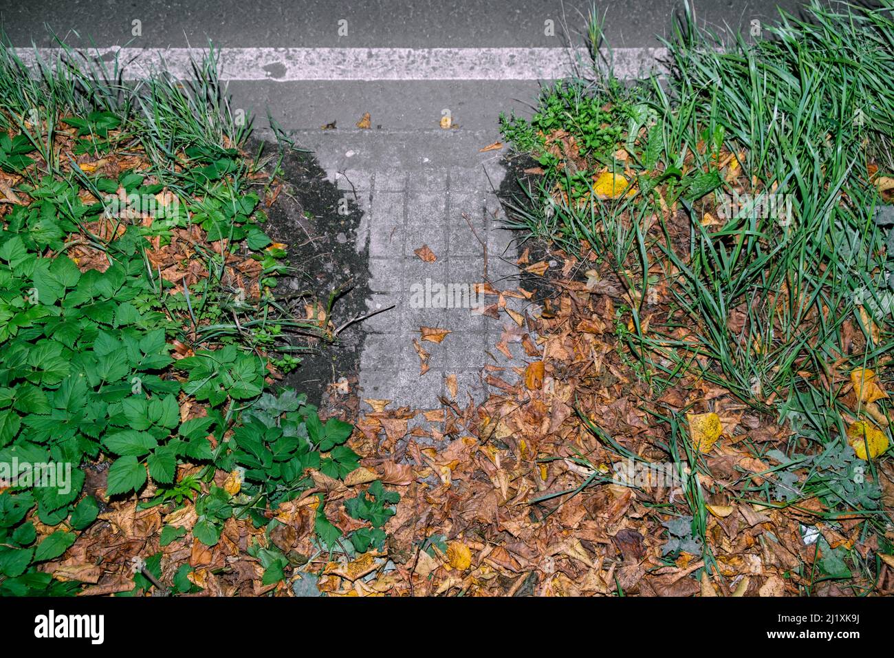 Looking down on wet leaves and grass on the empty roadside. Stock Photo