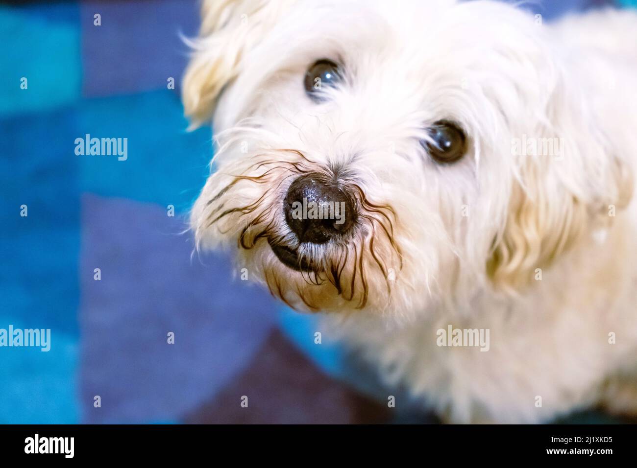 Portrait of a small white dog looking up to the camera where he is sitting on a blue carpet. Stock Photo