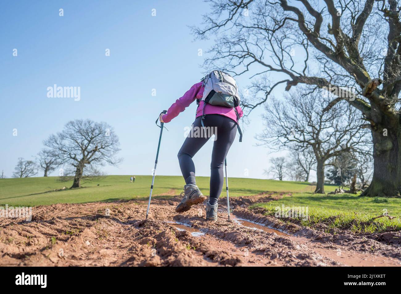Rear view of a female hiker walking through a muddy track in UK ...