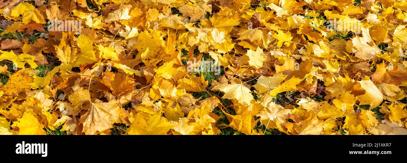 Yellow leaves on the ground in autumn, beautiful background Stock Photo ...