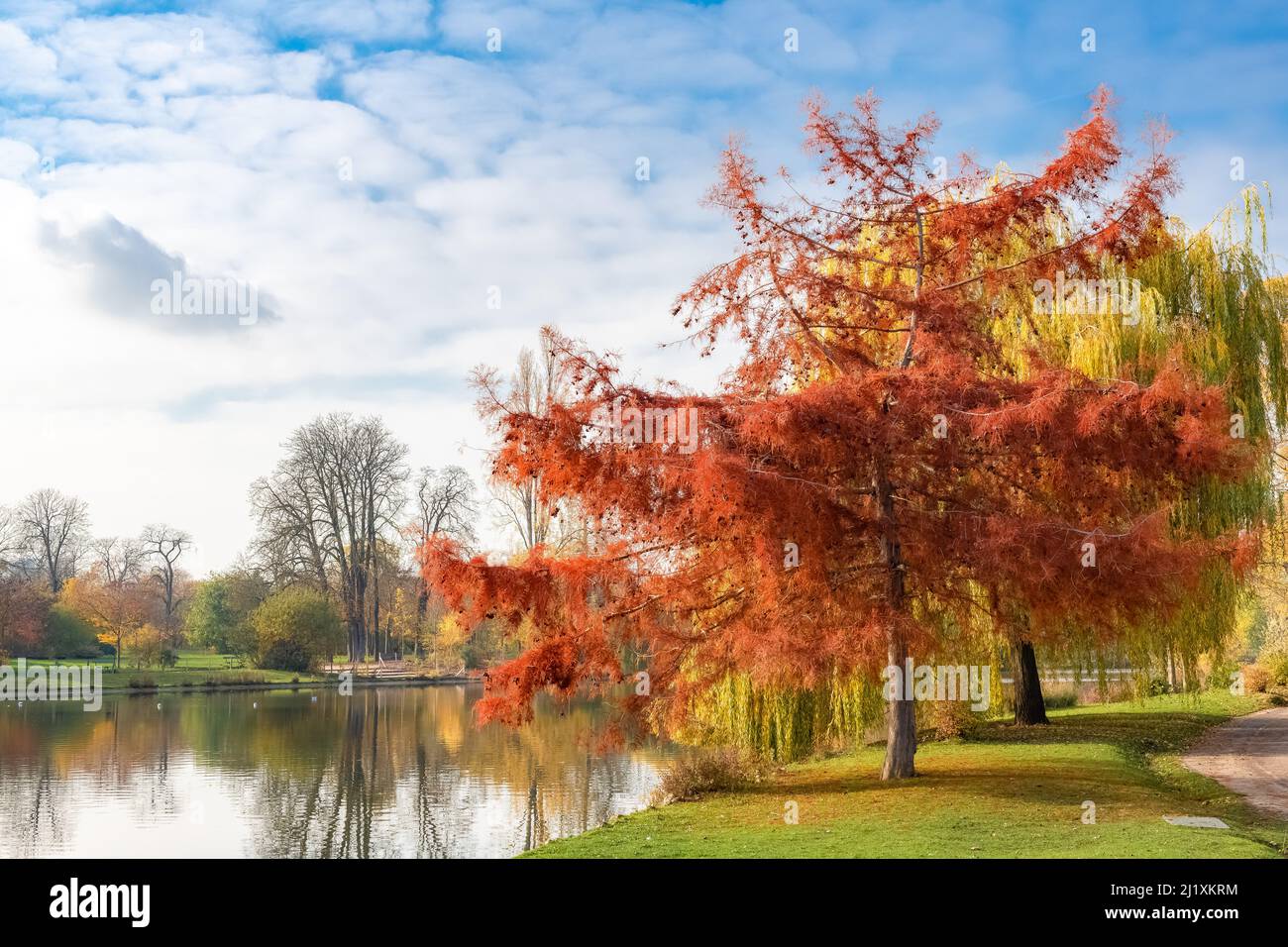 Yellow leaves on the ground, beautiful tree in a park in autumn Stock ...