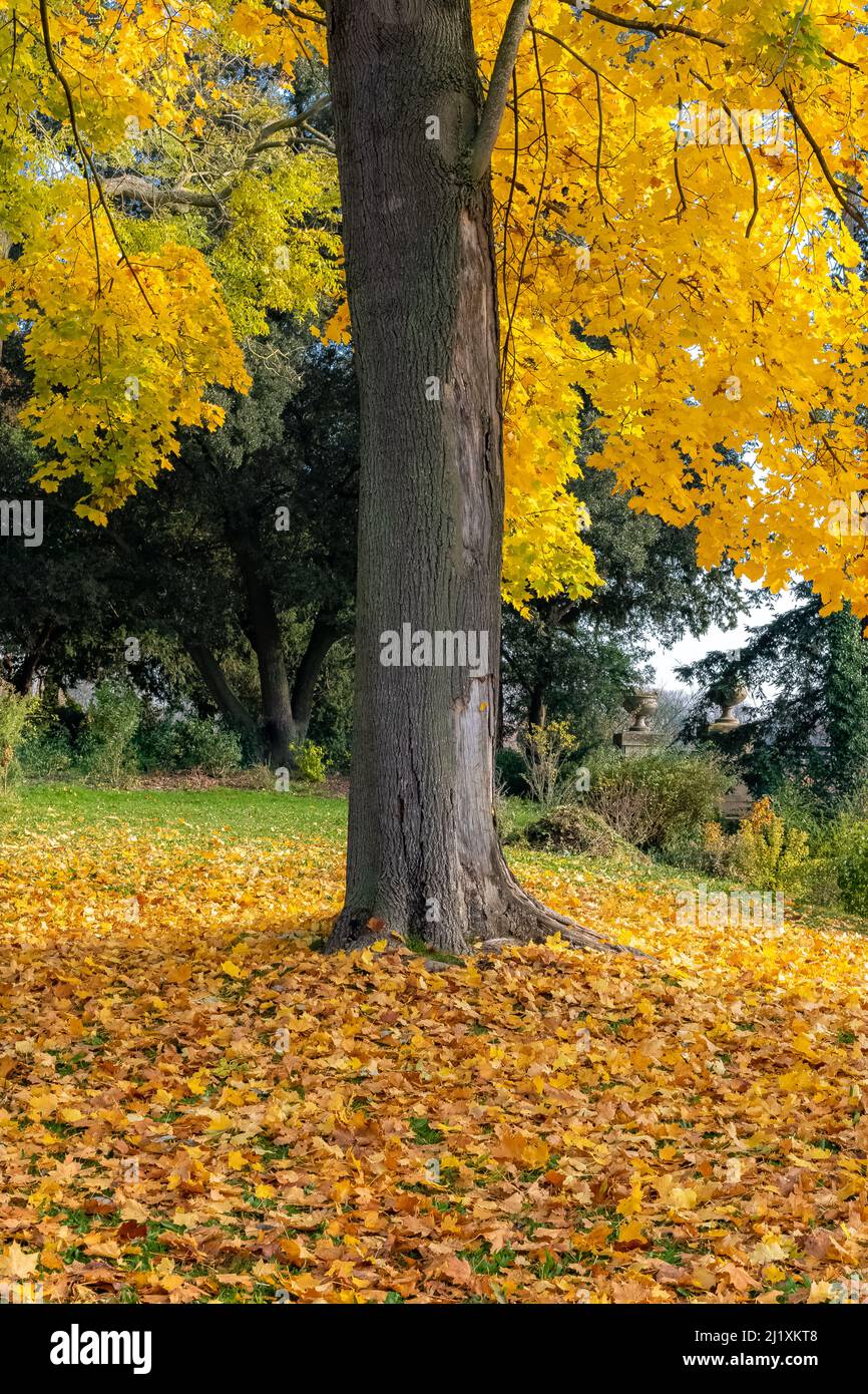 Yellow leaves on the ground, beautiful tree in a park in autumn Stock ...
