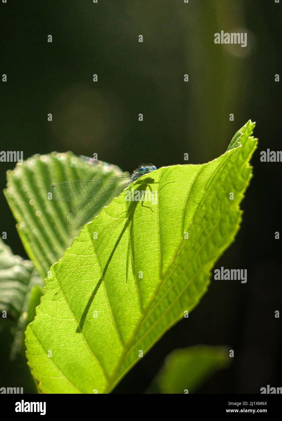 A closeup shallow focus vertical shot of a leaf with the shadow of a ...