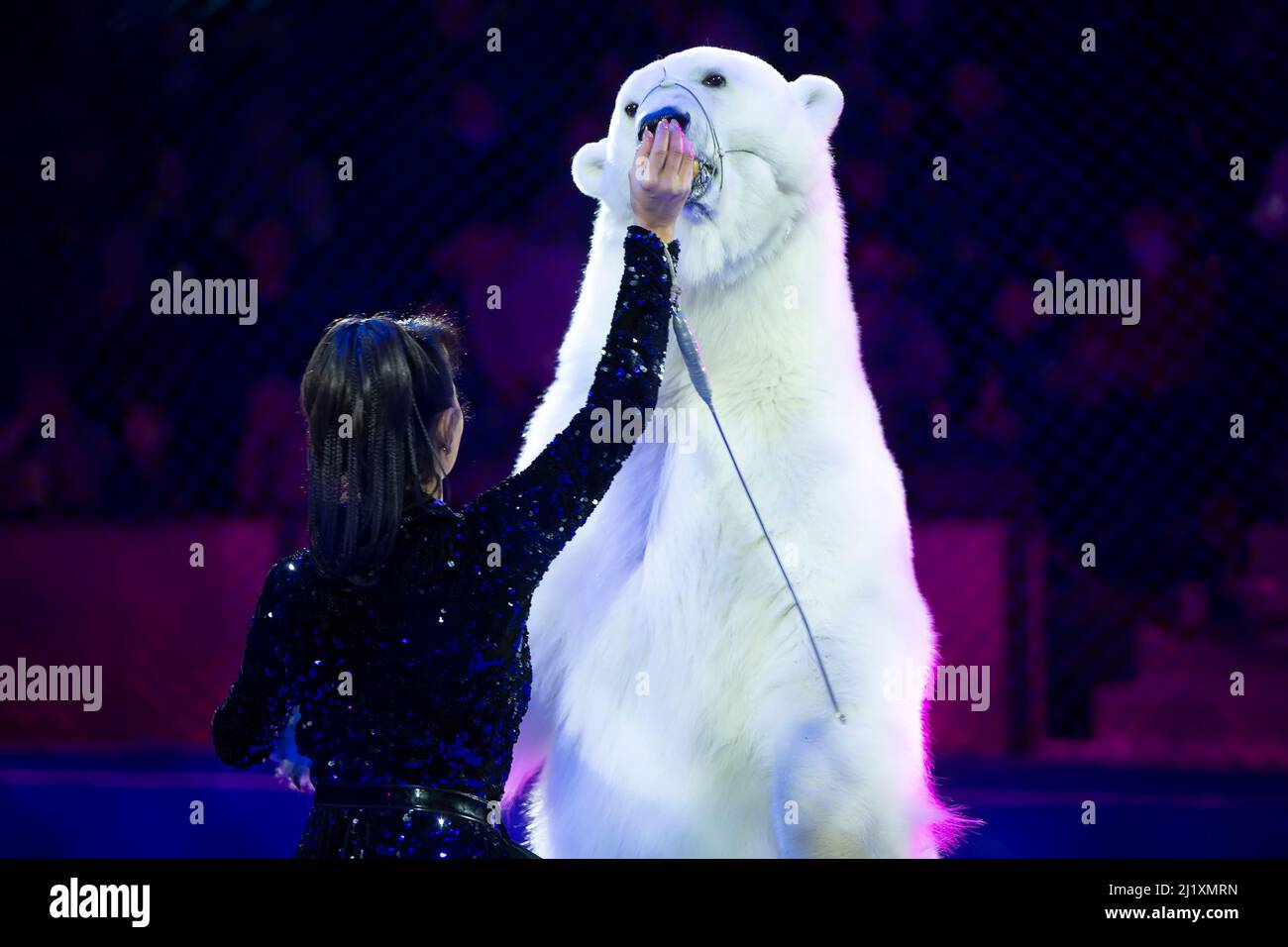 An animal trainer with a polar bear performs at the circus. Circus bear. Stock Photo