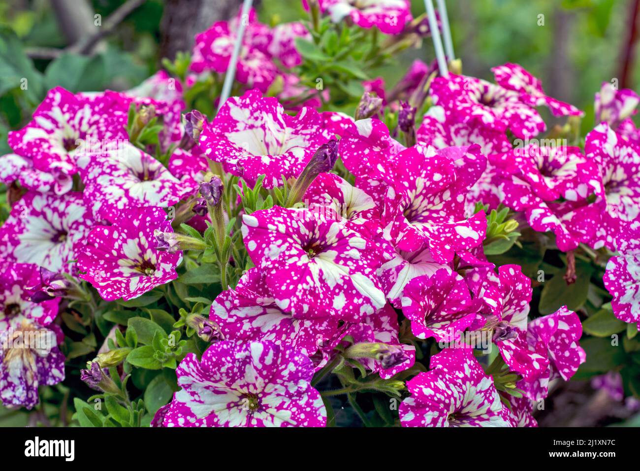 Beautiful decorative plants flower Petunia waiting on customers. Stock Photo
