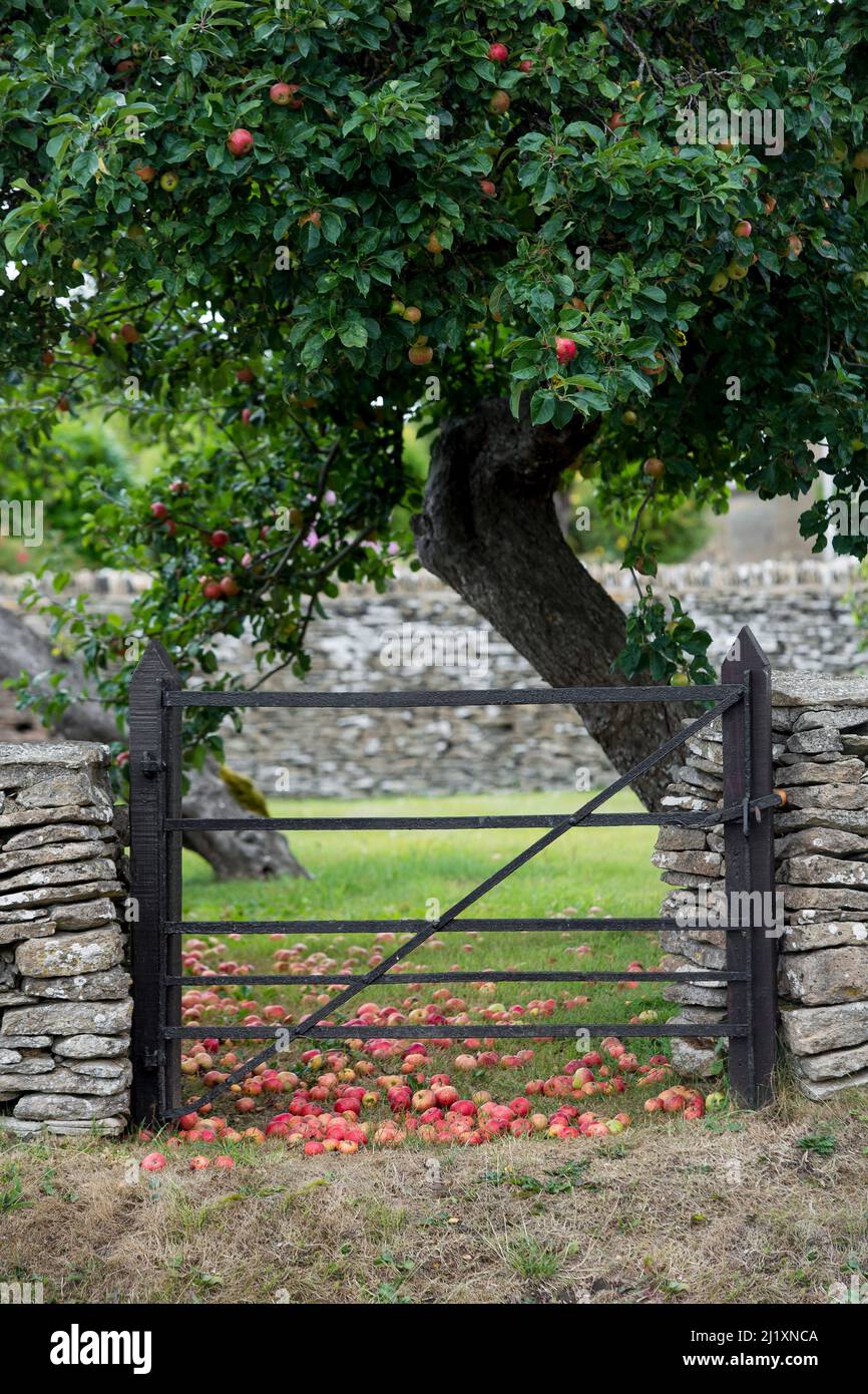 Red apples lying on the grassy ground in a small rural orchard set