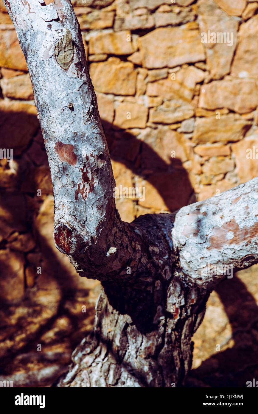 A tree with rough bark and an orange painted wall on the mediterranean ...