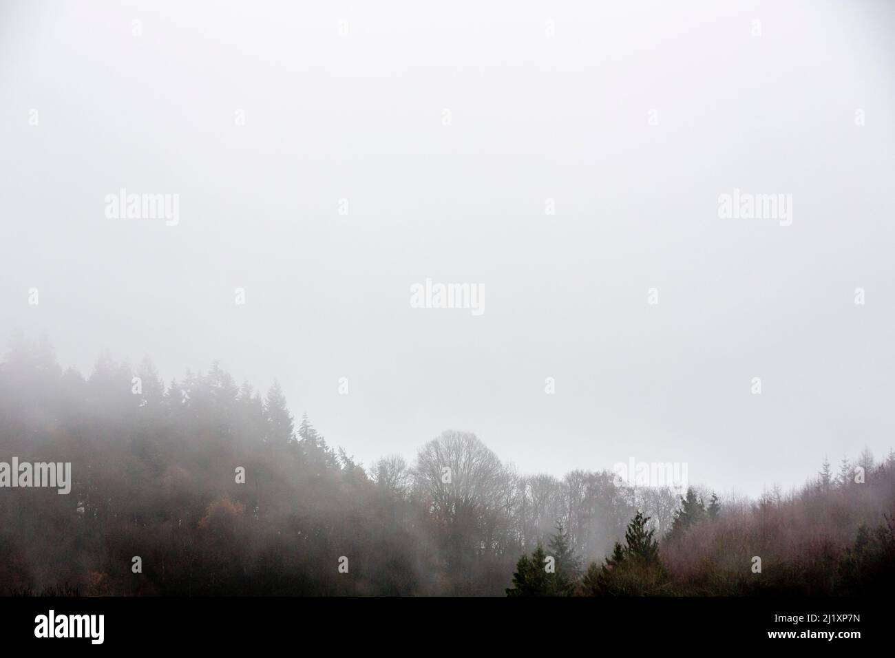 leafless winter trees shrouded in mist and fog. Stock Photo