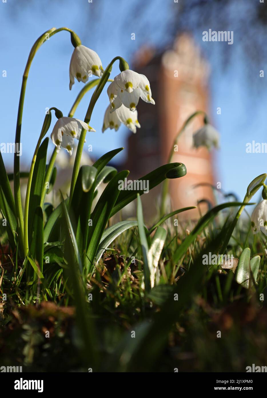 Leucojum Vernum Or The Spring Snowflake Is Now Blooming In Munktradgarden In Central Vadstena During Saturday In Vadstena Sweden It Is In The Monastery Area In The Monk Garden By The Abbey