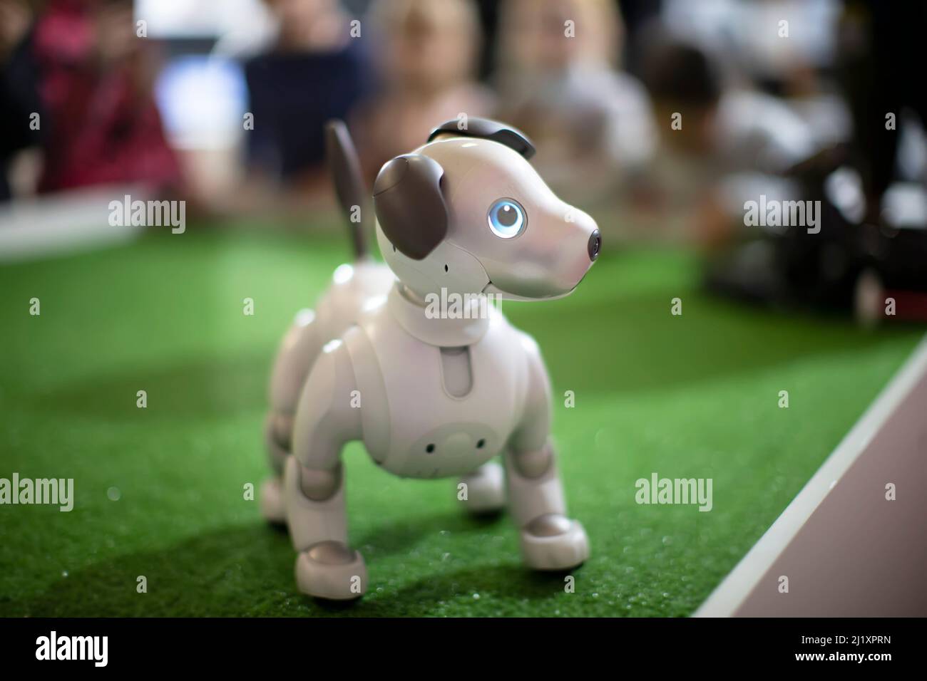 Robot dog stand on the green floor. Stock Photo