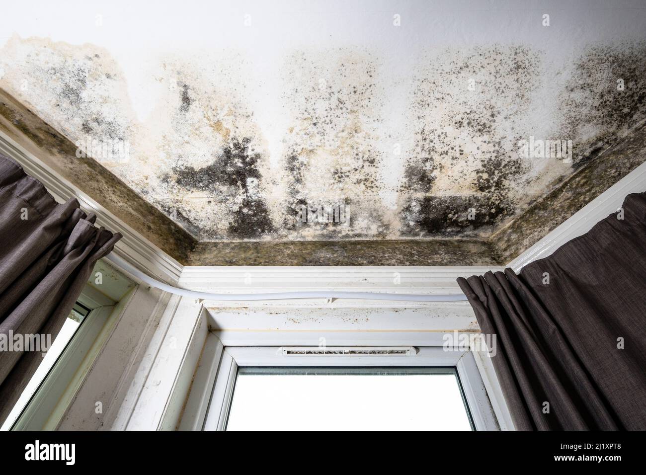 Terrible damp and mold on the walls and ceiling of a rented house