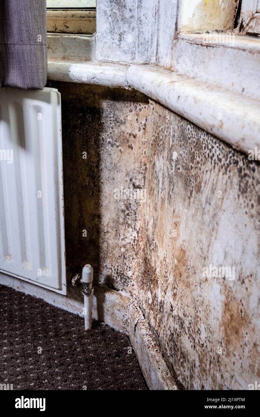 Terrible damp and mold on the walls and ceiling of a rented house
