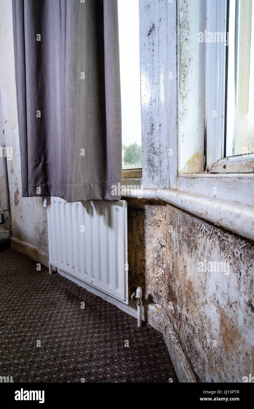 Terrible damp and mold on the walls and ceiling of a rented house