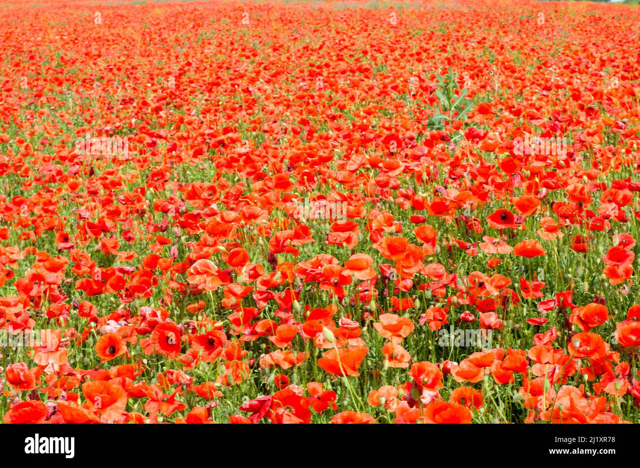 red poppies growing in the flowers meadow Stock Photo Alamy