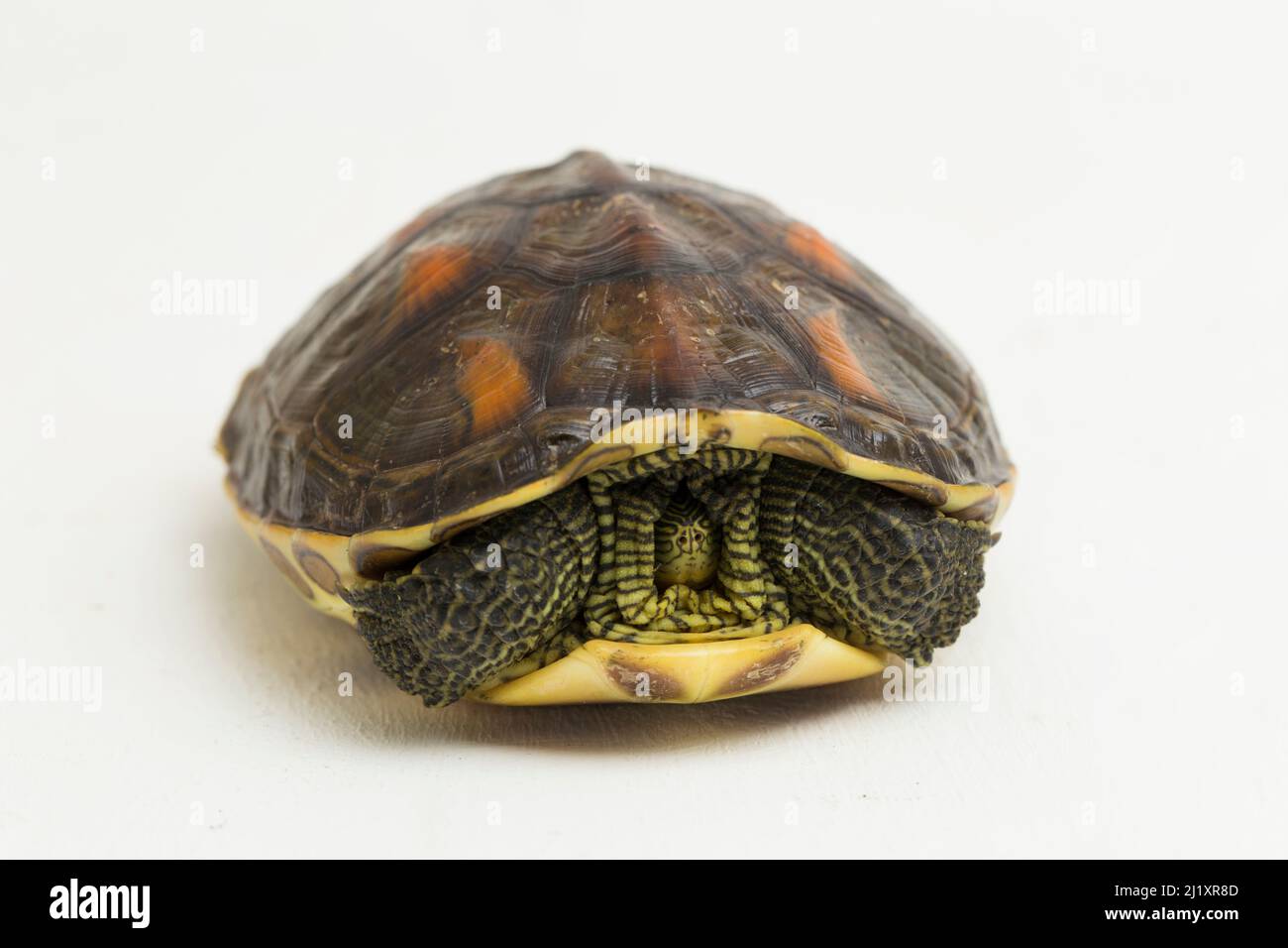 Chinese stripe necked turtle Ocadia sinensis isolated on white background Stock Photo