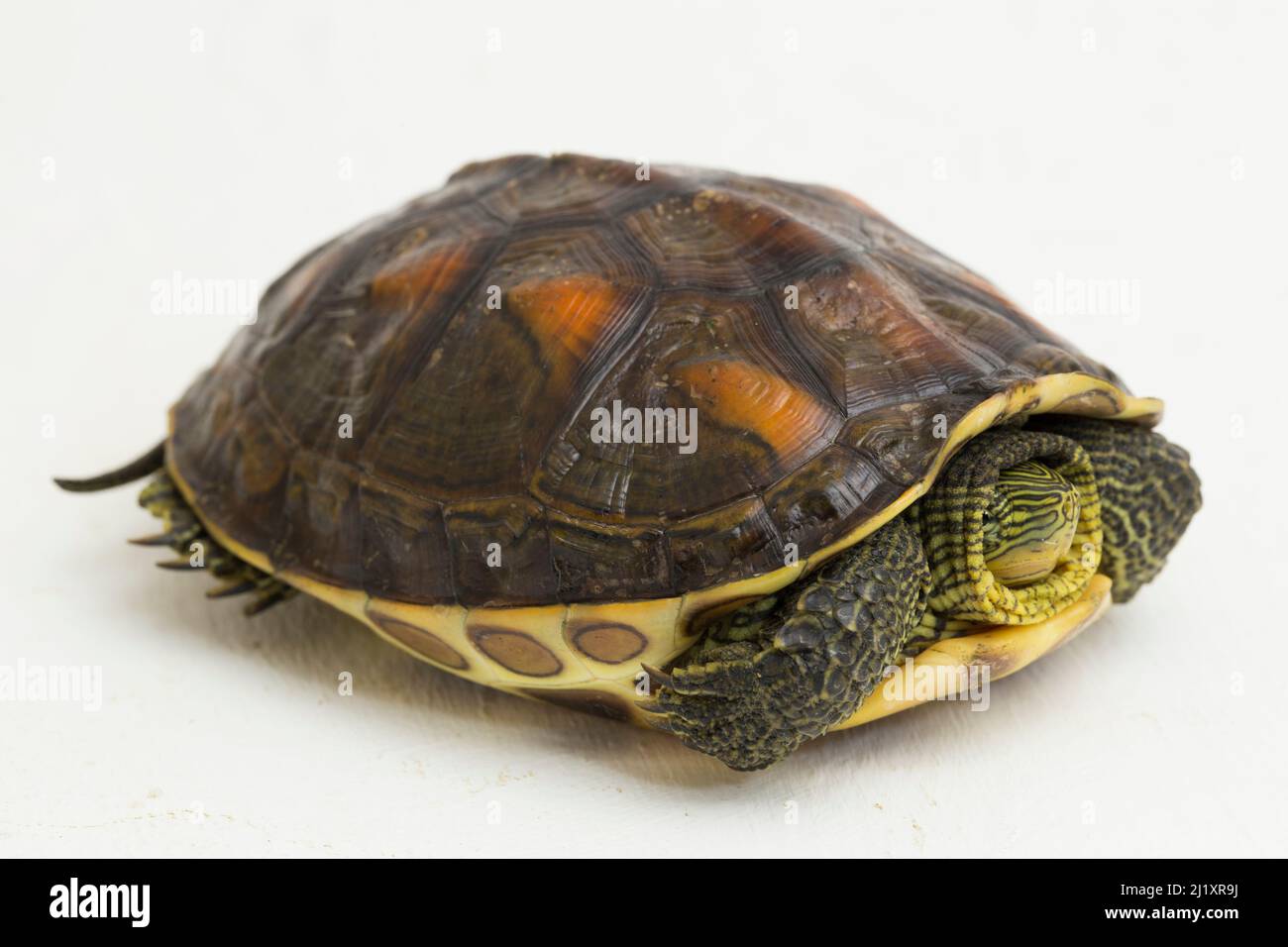 Chinese stripe necked turtle Ocadia sinensis isolated on white background Stock Photo