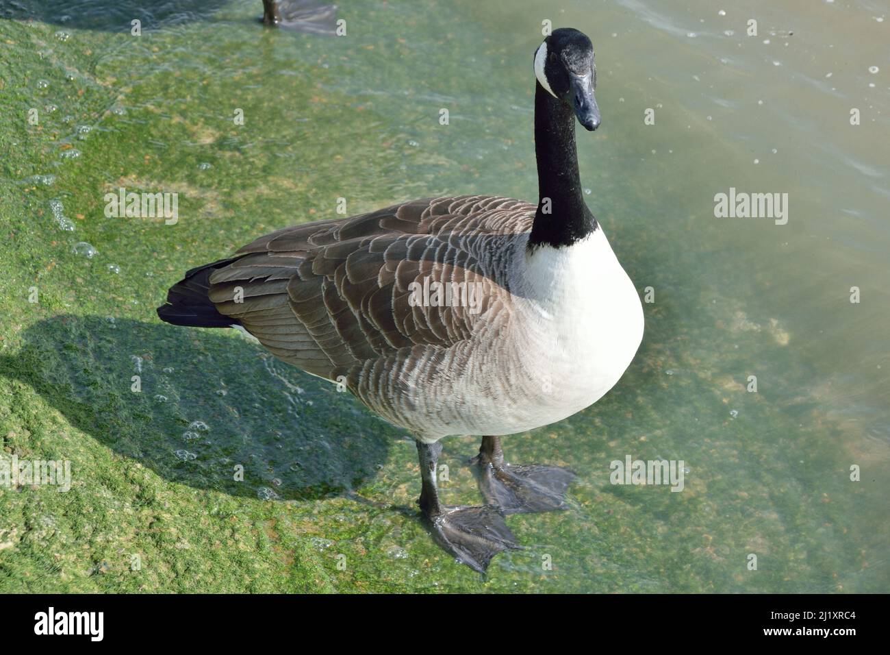 Canada Goose standing by the water on a slipway down to the River Thames in London Stock Photo