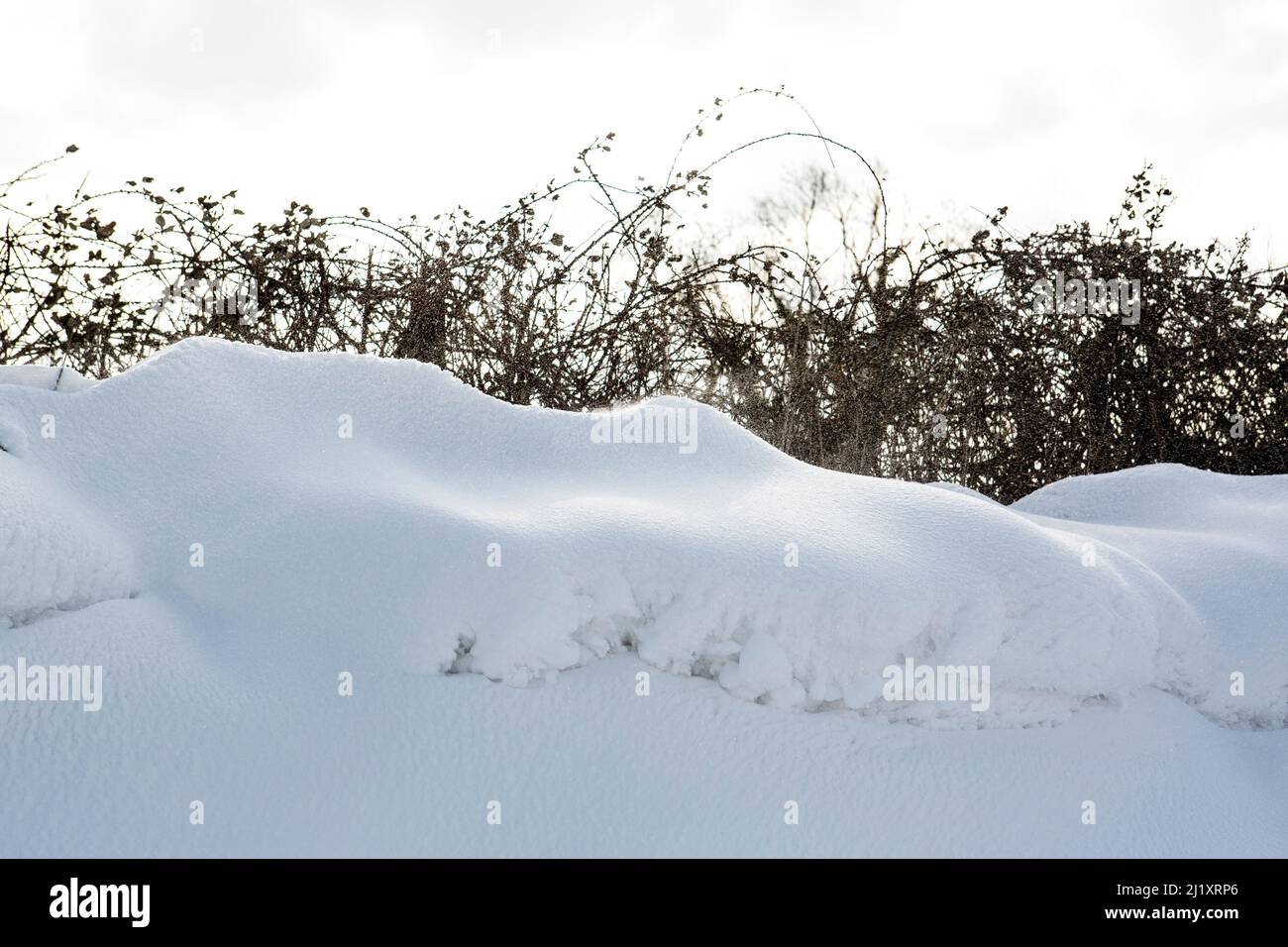 A rural hedgerow in winter covered in drifts of deep snow with  bramble and thorn bushes appear through the blown piles. Stock Photo
