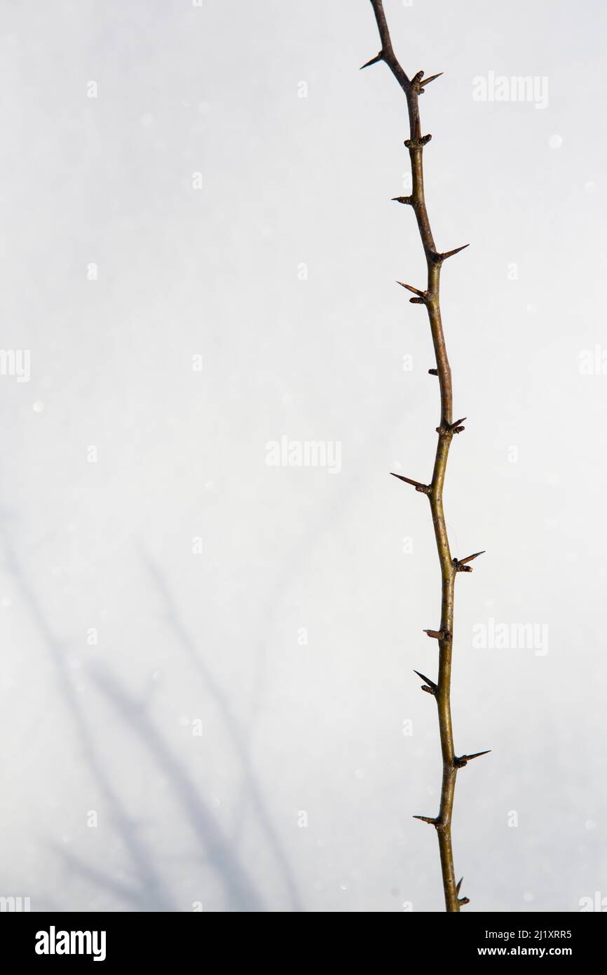 Sharp spiky thorn bushes appear through drifts of snow in the countryside. Stock Photo