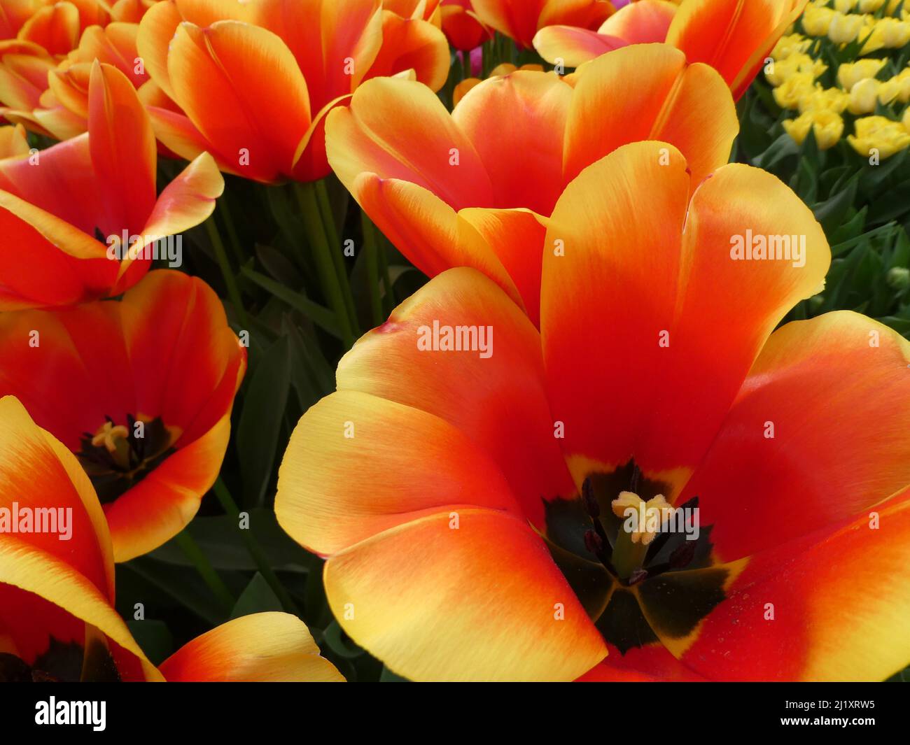 Fabulous yellow and red cultivated tulip named Confucius. In the background a yellow tulip field Stock Photo