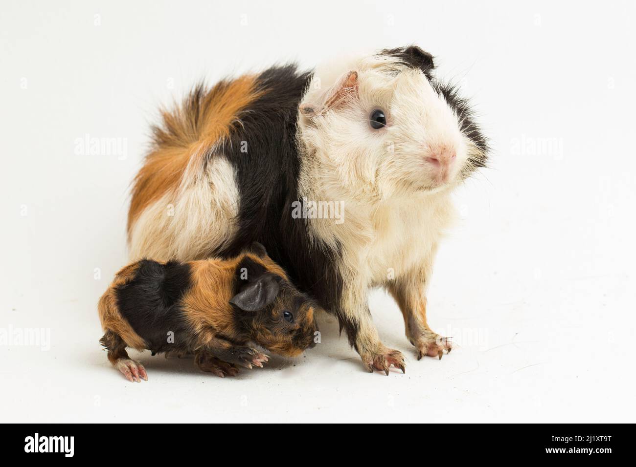 Guinea Pig Mom Guinea Pig Mom