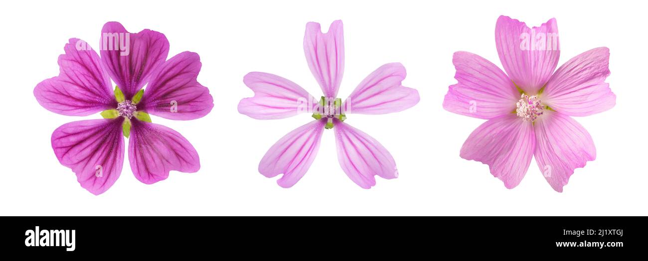 Mallow flowers isolated on white background Stock Photo - Alamy