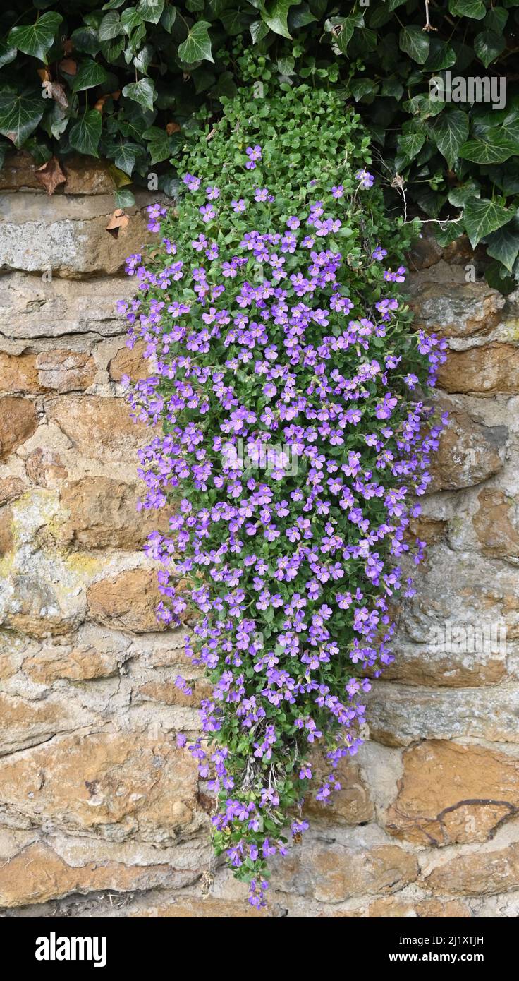 Aubretia in flower grwoing out of a wall in the north Oxfordshire village of Hook Norton Stock Photo