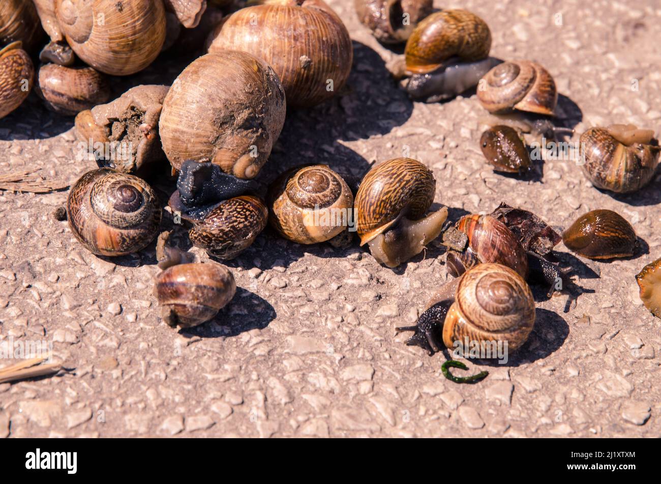 Snail family hires stock photography and images Alamy