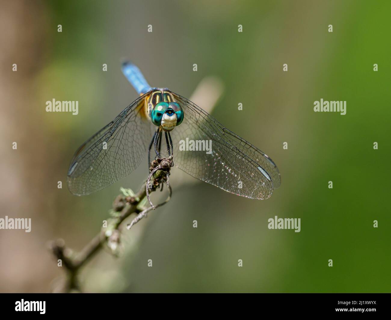 A closeup of an Odonata on a plant stem Stock Photo - Alamy