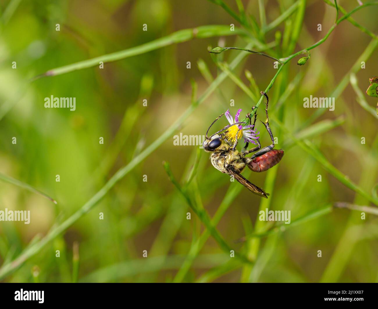 A closeup of an Odonata on a plant stem Stock Photo - Alamy