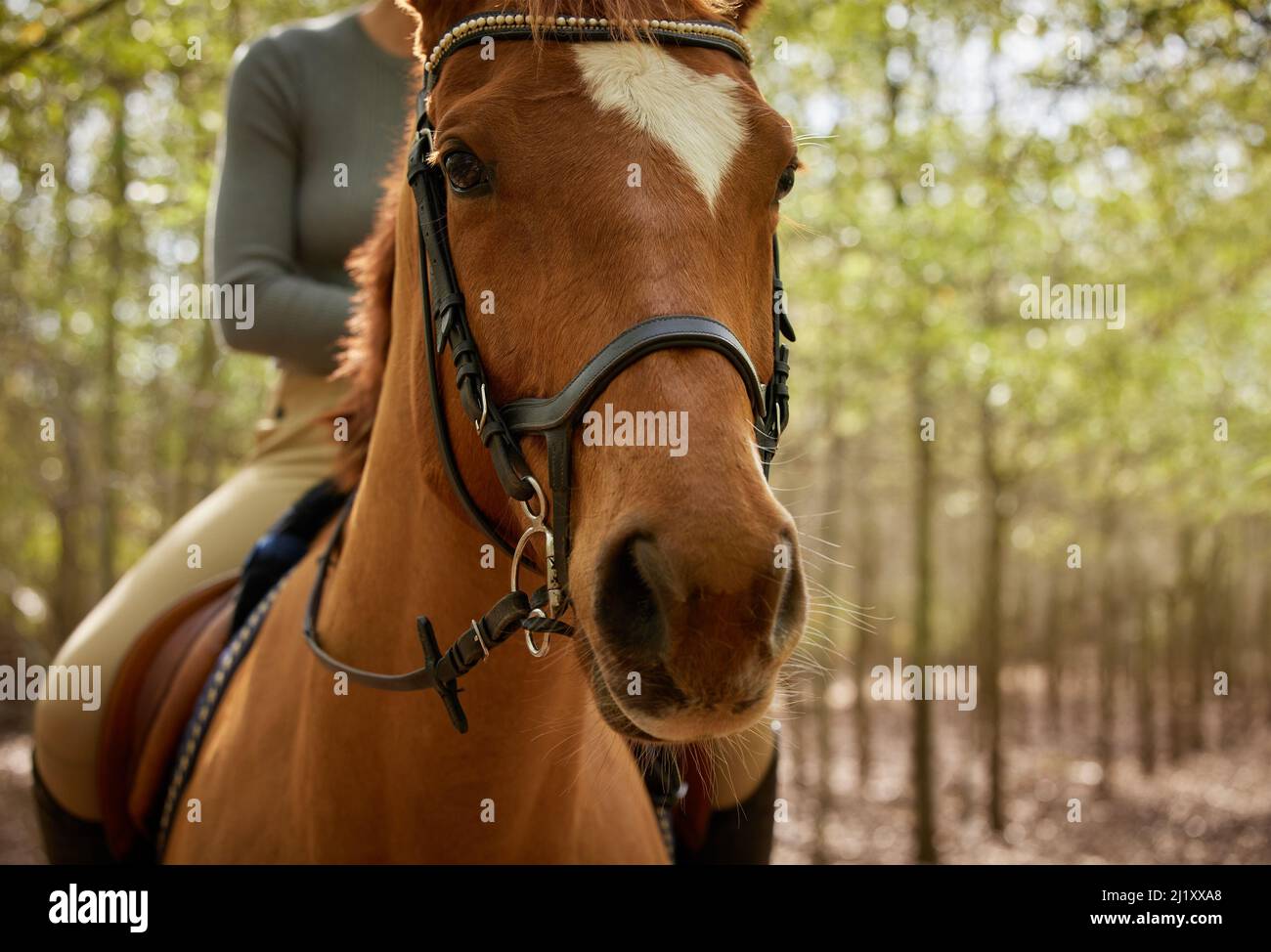 Loosening the reins in the forest. Cropped shot of an unrecognisable