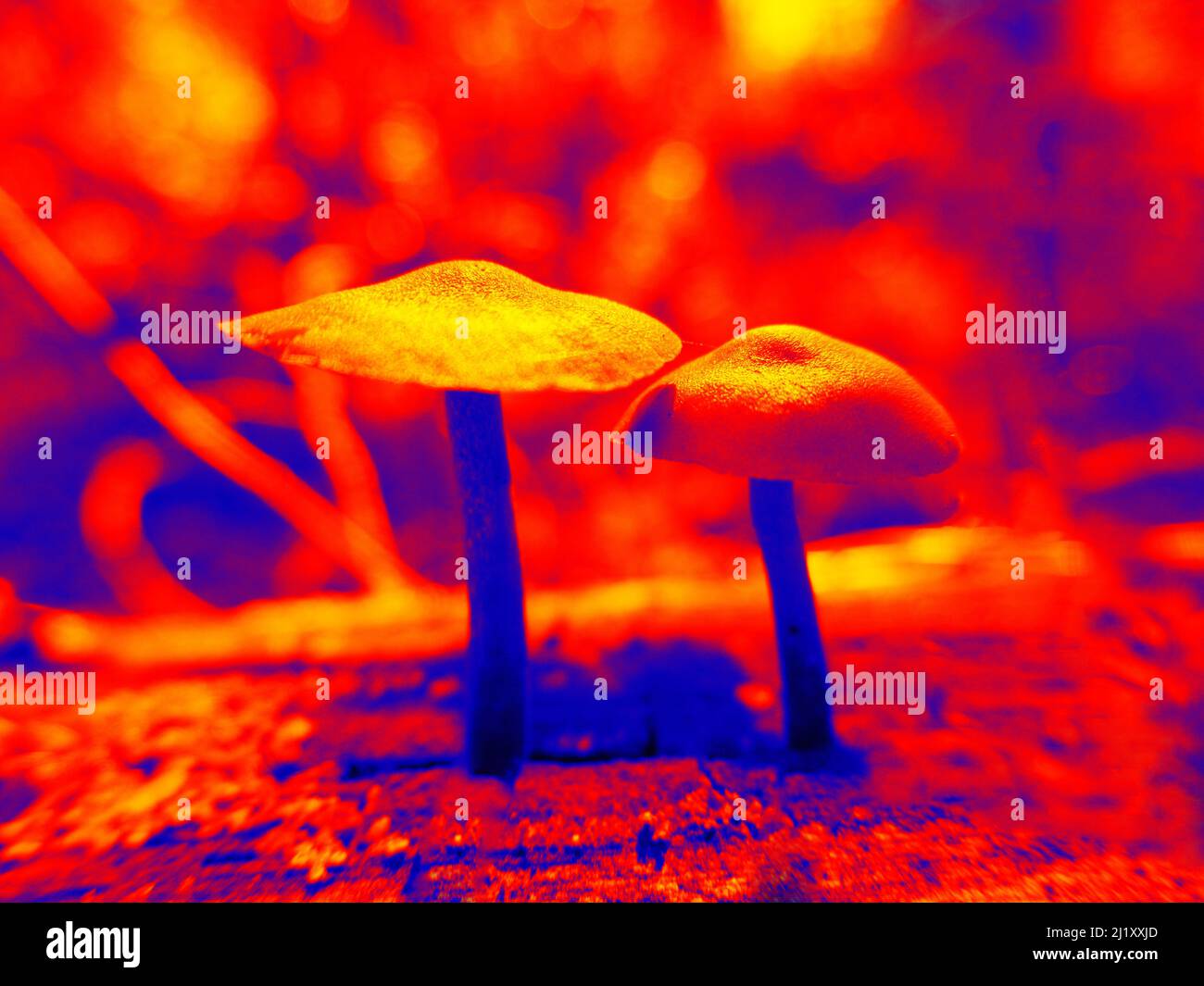 Mushroom hunting trip to night forest. Illustration of thermal image
