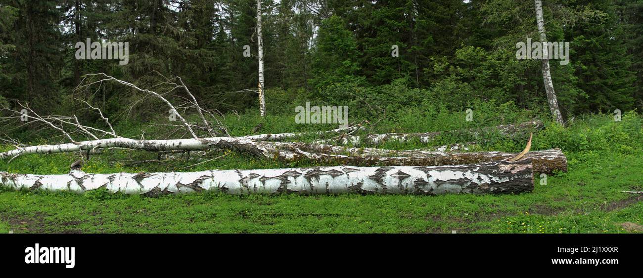 Forest industry. Loss of wood in logging. The cut birch trees were left ...