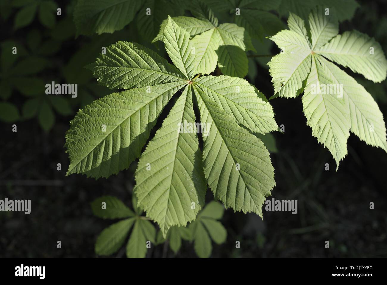 Horse Chestnut leaves Stock Photo Alamy