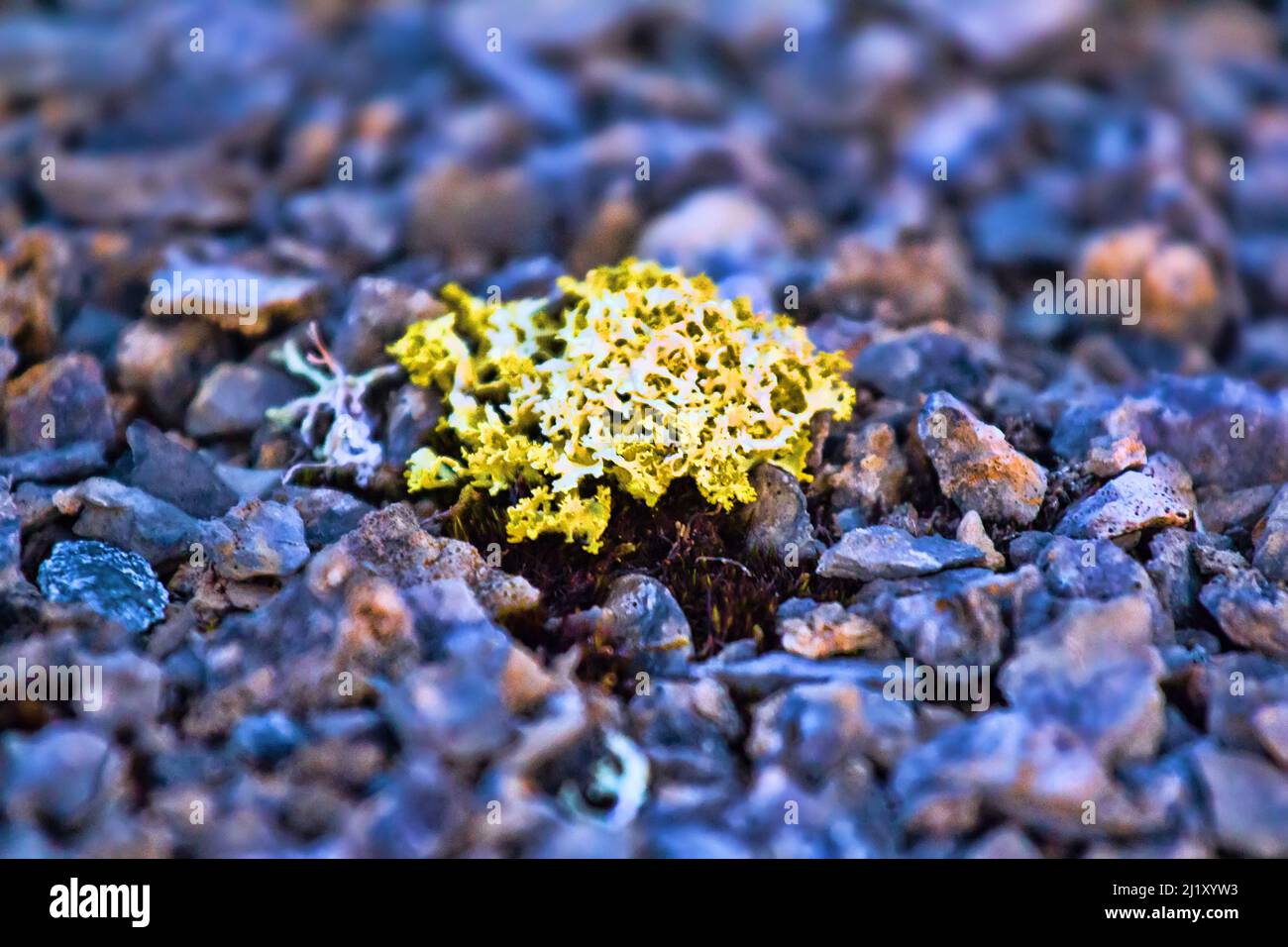 Bright poisonous lichen in polar desert. Novaya Zemlya archipelago. Yellow poisonous lichen, probably Iceland moss Stock Photo