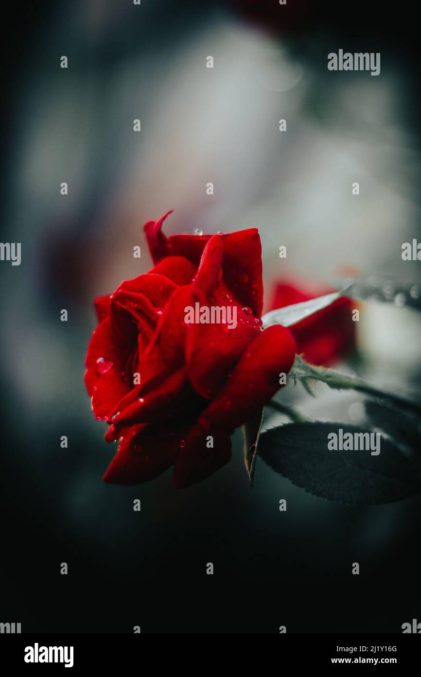 Selective Colour Roses A selective of a red rose in a garden Stock Photo - Alamy