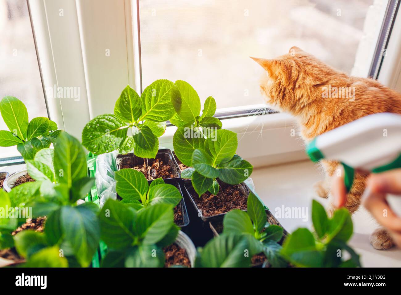Bigleaf Hydrangea Cat