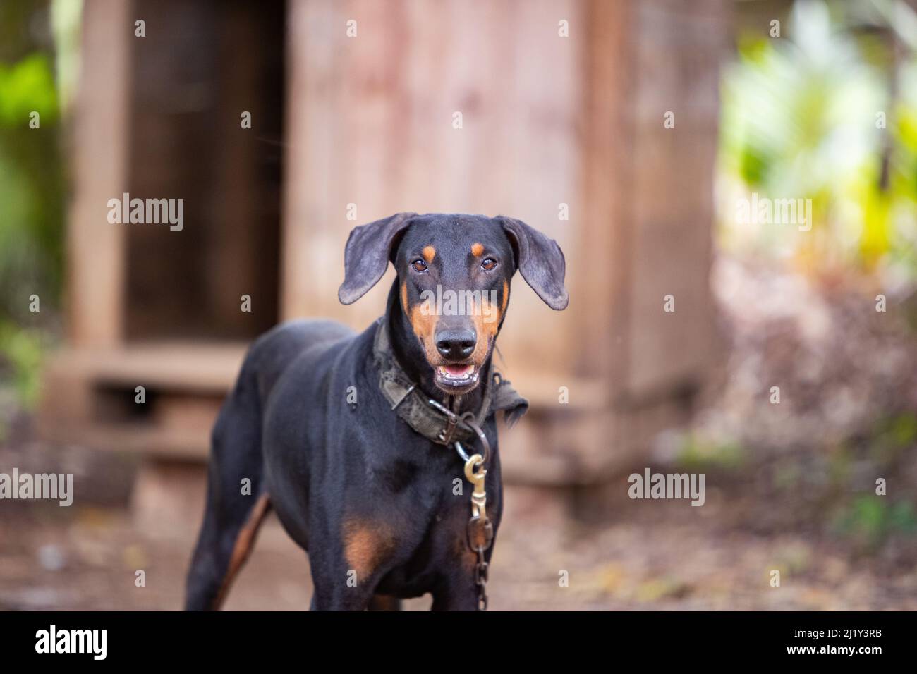 A selective focus shot of Dobermann dog with open mouth standing and looking forward Stock Photo