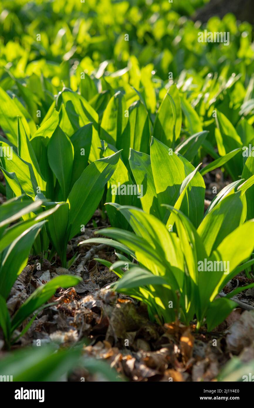 Wild garlic (Allium ursinum) green leaves in the forest. The plant is