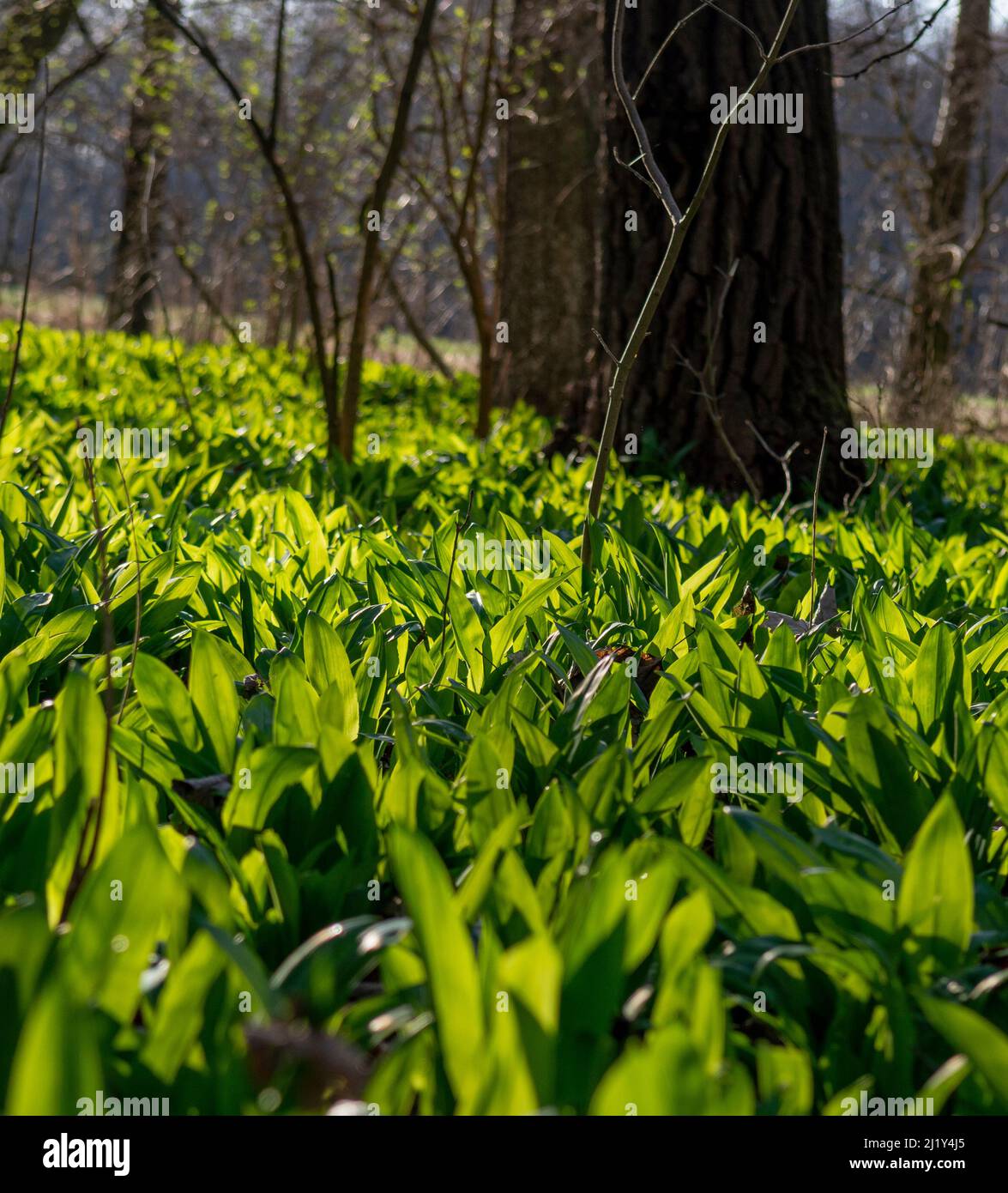 Wild garlic (Allium ursinum) green leaves in the forest. The plant is